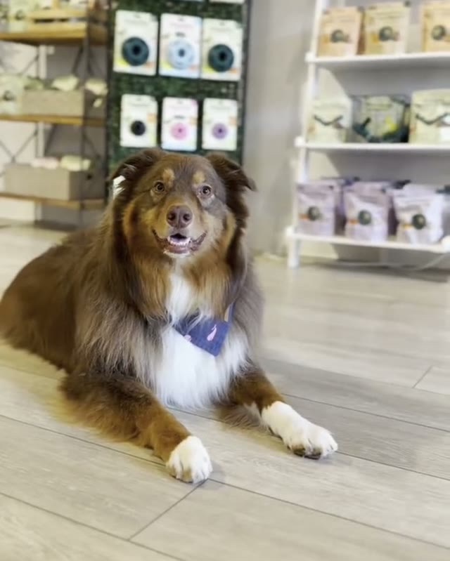 Ryder is the Shop Greeter
