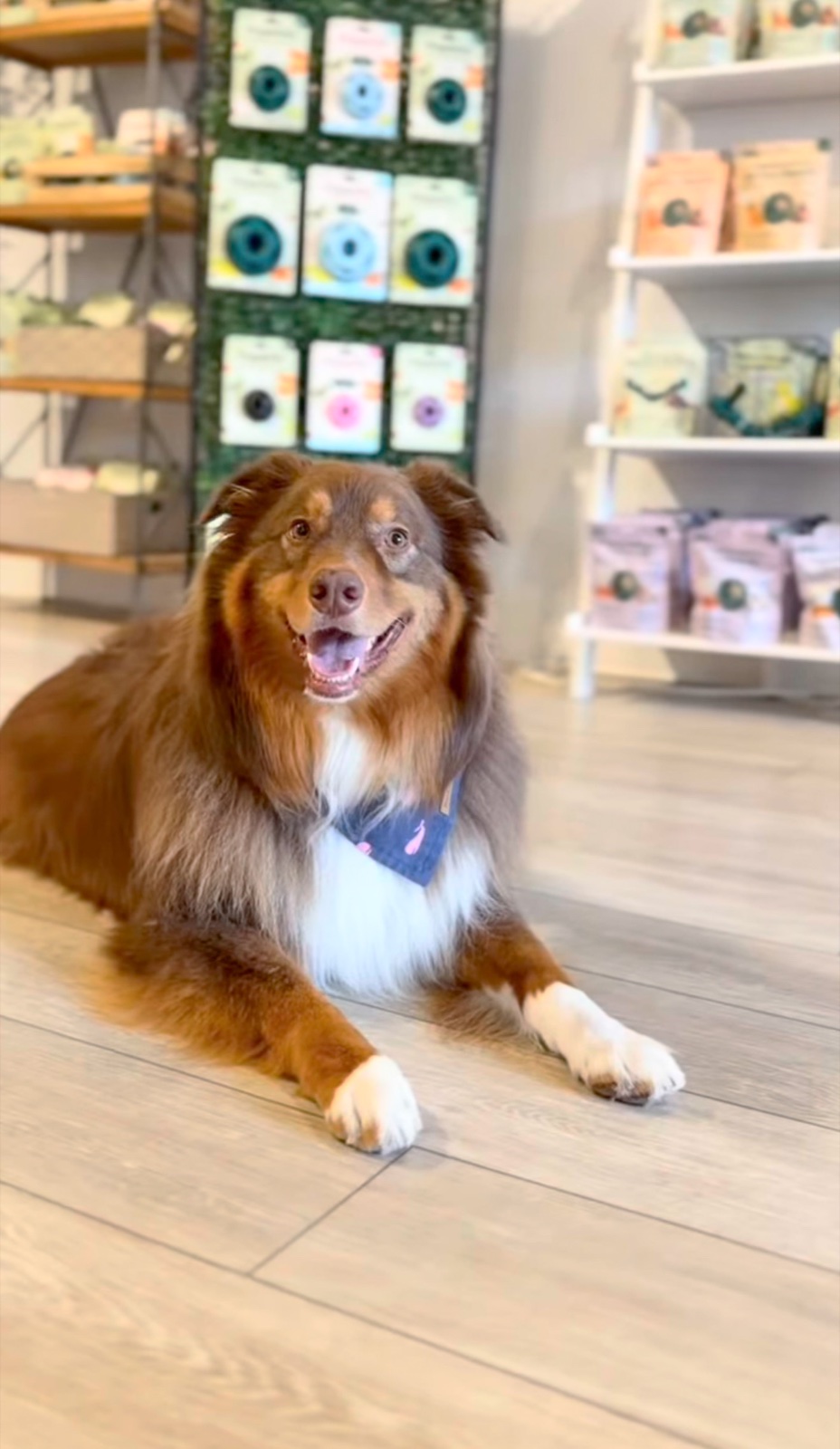 Ryder lying on the shop floor by the treat wall