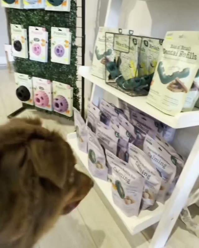 A dog looking up at a wall of treats in the shop